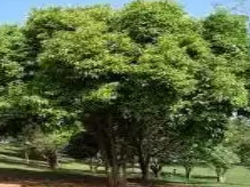 জাম কাঠের এই গুণের কারণে আগেকার দিনে অনেকে নৌকাতে এর ব্যবহার করতেন৷ গ্রামে কুয়ো খনন করার সময় এর তলদেশে এই কাঠ রাখা হত৷ ওই জন্য স্থানীয় ভাষায় অনেকে একে জামোটও বলেন৷