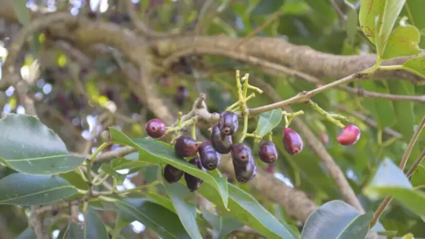 এই ম্যজিক বস্তুটি হল জাম কাঠ৷ এর মধ্যে ব্যাকটেরিয়াল ও অ্যান্টি ফাঙ্গাল বৈশিষ্ট্য রয়েছে৷ যা ক্ষতিকর ব্যাকটেরিয়া ও ছত্রাক মেরে ফেলতে সাহায্য করে৷ তাই জলের ট্যাঙ্কে জাম কাঠ রাখলে তাতে কীটপতঙ্গ বা সবুজ শ্যাওলা জমতে বাধা দেয়৷