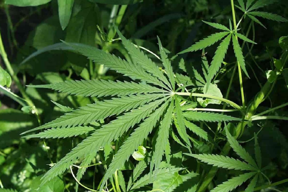 গাঁজা চাষ শুরু এবার দেশের ‘এই’ রাজ্যে! সরকার দিল অনুমতি, আর কোনও বাধা নেই! গাঁজা চাষ শুরু এবার দেশের ‘এই’ রাজ্যে! সরকার দিল অনুমতি, আর কোনও বাধা নেই!