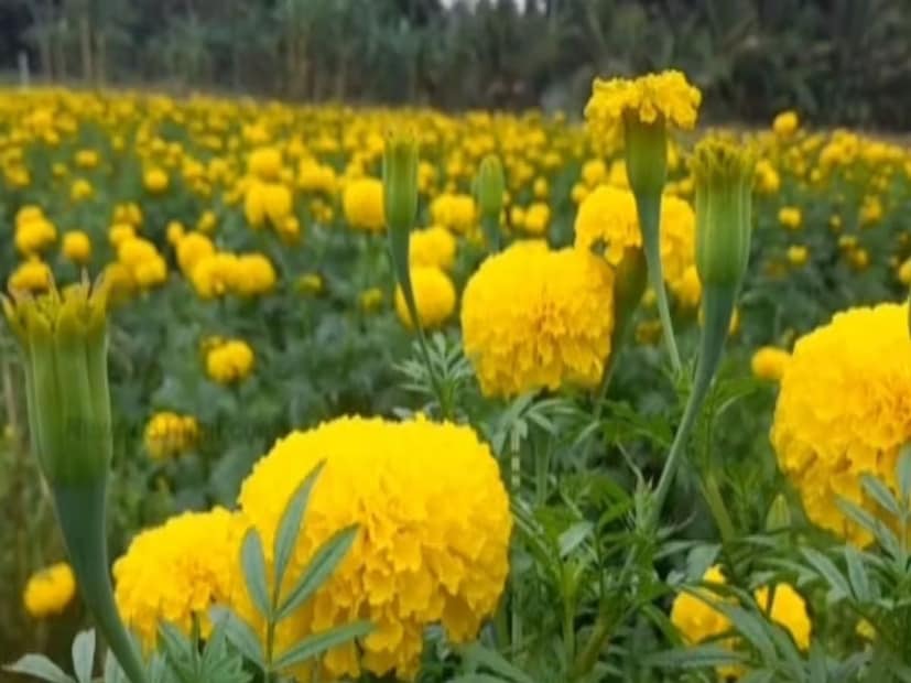 কেয়া আয়ুর্বেদ মেডিকেল কলেজের অধ্যক্ষ ড. বিনয় খুল্লার স্থানীয় ১৮ কে বলেন, গাঁদা ফুলে ভিটামিন এ, ভিটামিন বি, মিনারেল এবং অ্যান্টিঅক্সিডেন্ট রয়েছে যা অনেক ধরনের রোগের বিরুদ্ধে লড়াই করতে কার্যকর। এটি প্রধানত চুল পড়া, খুশকি, মাথার ত্বকে ফাঙ্গাস ইত্যাদির চিকিৎসায় ব্যবহৃত হয়।
