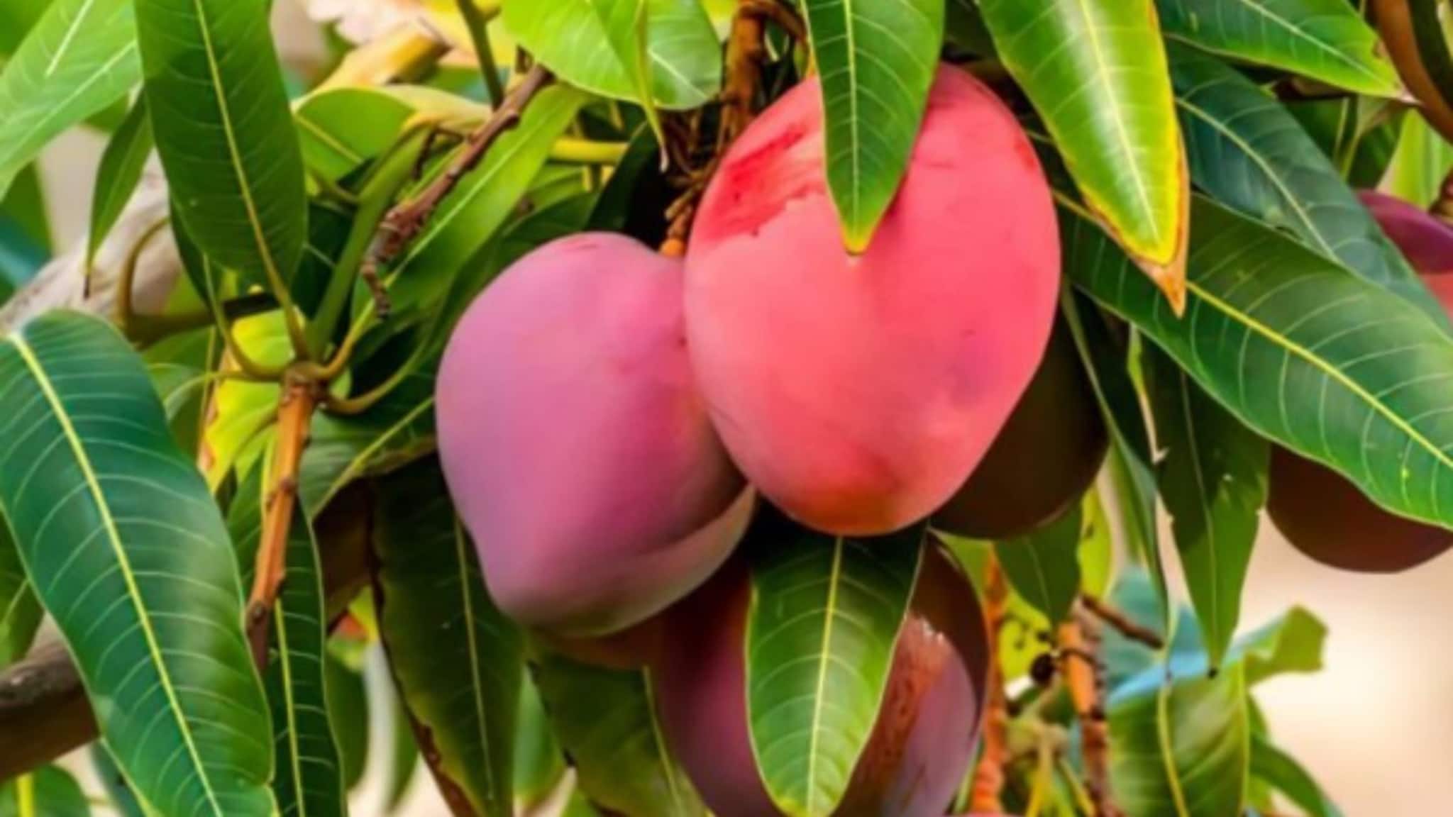 জাপানি আম ফলছে পিংলায়, এক কেজির দাম জানেন কত? দেখুন ভিডিও