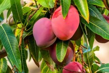 জাপানি আম ফলছে পিংলায়, এক কেজির দাম জানেন কত? দেখুন ভিডিও