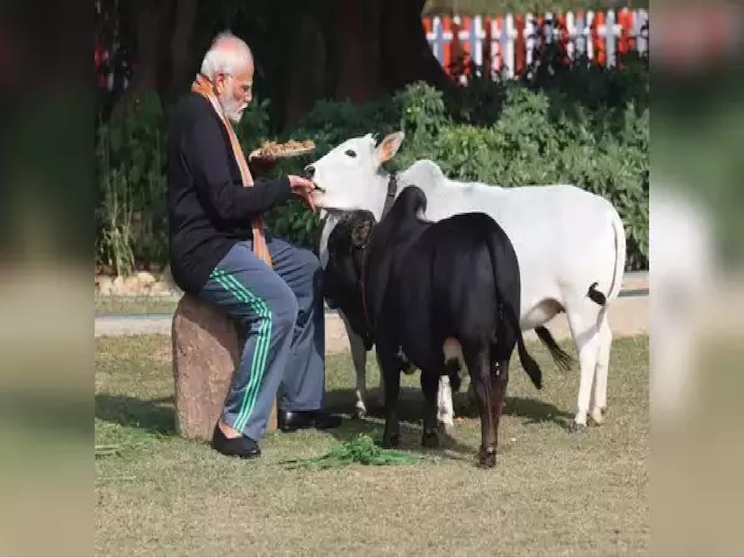 এই গাভী দৈনিক ৩ লিটার পর্যন্ত দুধ দেয়। এর দুধেও অনেক ঔষধি গুণ রয়েছে। তাই পুরাণেও এই গরুর উল্লেখ আছে। পুঙ্গানুর গরুর দুধের বিশেষ বিষয় হল এতে ৮ শতাংশ পর্যন্ত ফ্যাট থাকে। যেখানে অন্যান্য গরুর দুধে মাত্র ৩ থেকে ৫ শতাংশ ফ্যাট থাকে। এ ছাড়া পুংগানুর গরুর মূত্রে অ্যান্টি-ব্যাকটেরিয়াল গুণাগুণ পাওয়া যায়। অন্ধ্রপ্রদেশের কৃষকরা ফসলে স্প্রে করার জন্য এটি ব্যবহার করে। যাতে পোকামাকড় থেকে ফসল রক্ষা করা যায়।