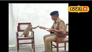 পেশায় পুলিশ, তবে কাজের ফাঁকে বানরদের সঙ্গেই সময় কাটান এই অফিসার!