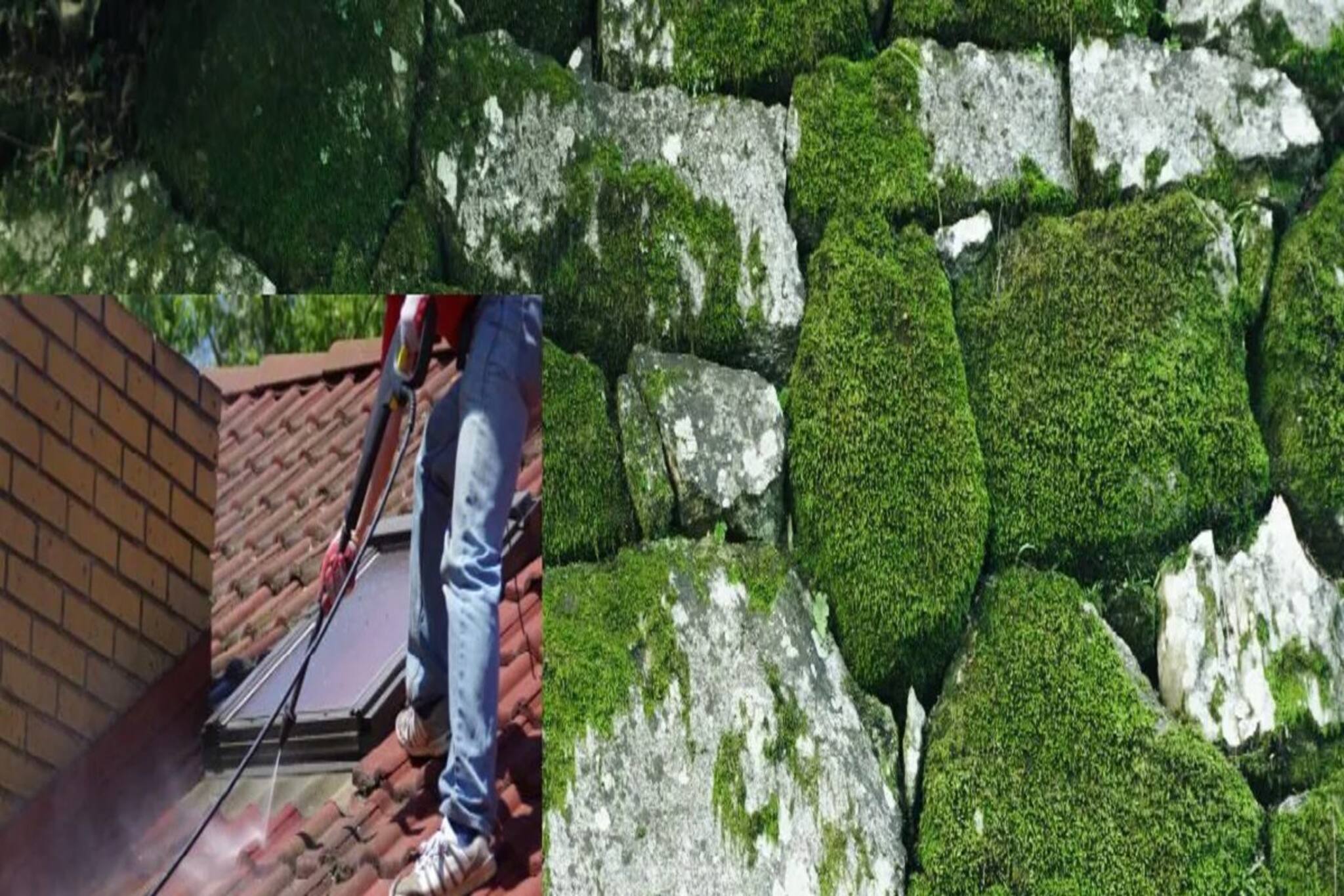 শ্যাওলার যম!  ঘরে কয়েকটা উপাদান রাখুন, ছাদ,বারান্দা এই বর্ষাতেও হয়ে উঠবে ঝকঝকে