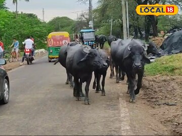 নিউটাউনের