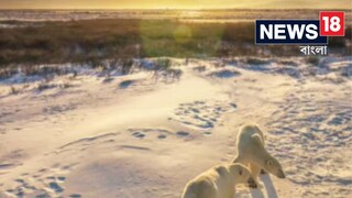 গত ৮ বছরে প্রথমবার সাদা ভাল্লুকের দর্শন, গুলি করে মেরে ফেলা হল এই দেশে Photo credits: X গত ৮ বছরে প্রথমবার সাদা ভাল্লুকের দর্শন, গুলি করে মেরে ফেলা হল এই দেশে Photo credits: X