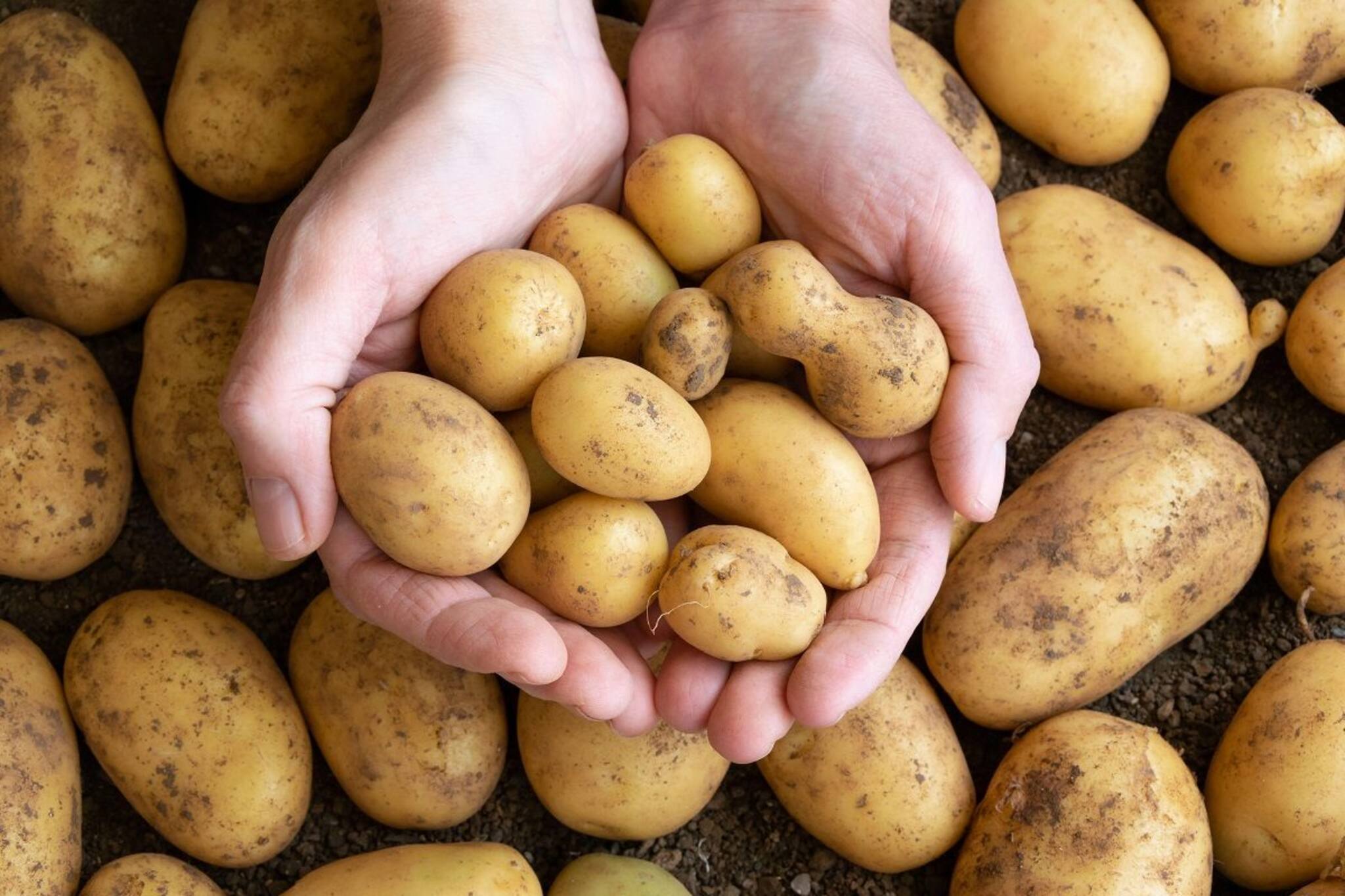 আলু পচে যাচ্ছে? ৪টে কথা মাথায় রাখুন, মাসের পর মাস ভাল থাকবে, রইল বিশেষজ্ঞের পরা