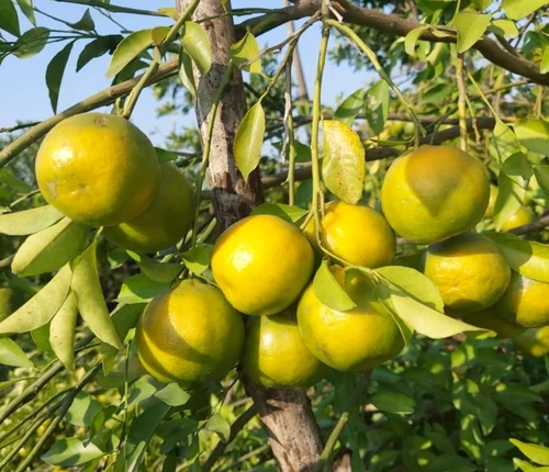 শুধু তাই নয়, মুসাম্বি খেলে মানসিক চাপ কমে। এছাড়া রোগ প্রতিরোধ ক্ষমতা বাড়ায় এই ফলটি। শীতকালে মুসাম্বি খাওয়া যেতে পারে। এটি পরিপাকতন্ত্রের উন্নতিতে সাহায্য করে। মুসাম্বিতে উপস্থিত উচ্চ ফাইবার অন্ত্রকে সুস্থ রাখতে সহায়ক হতে পারে। এছাড়াও, এই ফাইবার ওজন কমাতে কার্যকর।