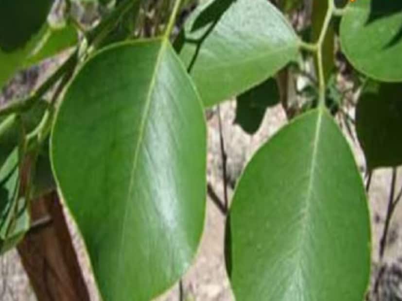 মানসিক চাপ ও বিষন্নতার উপসর্গ দূর করতে এই গাছের পাতা খুবই উপকারী৷ এই পাতা পিষে মাথায় লাগালে, শীতলতা প্রদান করে৷ এর ফলে ভাল ঘুম হয়৷ ফলে মানসিক স্বাস্থ্য উন্নত হয়৷