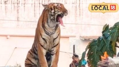 উত্তরপ্রদেশে বাড়ছে বন্য পশুদের আক্রমণ উত্তরপ্রদেশে বাড়ছে বন্য পশুদের আক্রমণ