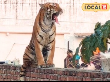 উত্তরপ্রদেশে বাড়ছে বন্য পশুদের আক্রমণ