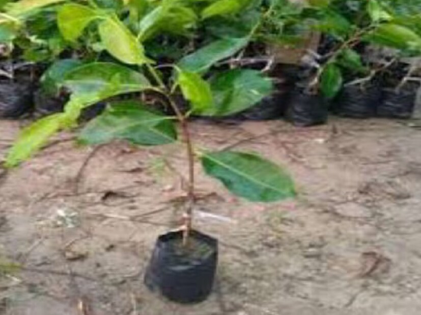 জামের কাঠের টুকরো ট্যাঙ্কে রাখলে তাতে শ্যাওলা পড়ে না৷ অনেকদিন জল রাখলেও পচে যায় না৷