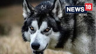 বাহরাইচে ফের হিংস্র পশুর হানা, প্রাণের ভয়ে ঘরের বাইরে পা রাখছেন না কেউ!