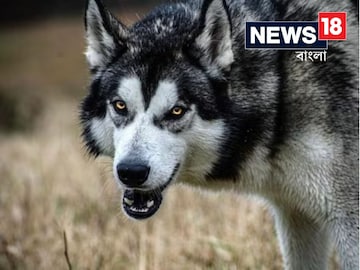 বাহরাইচে ফের হিংস্র পশুর হানা, প্রাণের ভয়ে ঘরের বাইরে পা রাখছেন না কেউ!