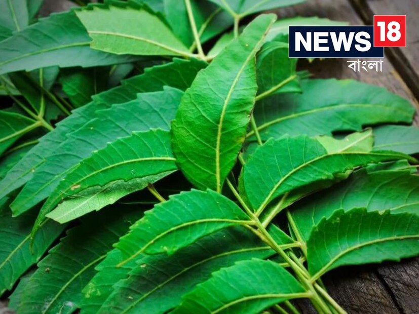 আয়ুর্বেদ চিকিৎসক ড. রাশ বিহারী তিওয়ারি (বিএএমএস) লোকাল 18-কে বলেন, দাঁতের হলদে ভাব দূর করতে অনেক ধরনের পাতা ও ভেষজ ব্যবহার করা যেতে পারে। তাদের মধ্যে সবচেয়ে বিশিষ্ট হল নিম পাতা৷