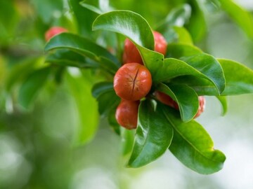 এই একটা পাতাতেই ২ দিনে গায়েব ব্রণ, মেলাবে বলিরেখা, ত্বকের সব দাগছোপ