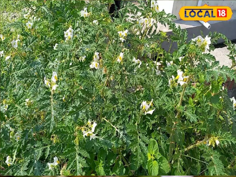 এখানেই শেষ নয়, বৈদিক জগতে এই ভেষজ গাছের প্রয়োগ সবচেয়ে বেশি। অর্থাৎ এটি বৈদিক জগতেই সবথেকে বেশি ব্যবহৃত হয়। আসলে মহিলাদের জরায়ুর সমস্ত রোগ-ত্রুটি দূর করতে সহায়ক। সেই সঙ্গে এই ভেষজ মহিলাদের গর্ভাশয়কে শুদ্ধ করে সেটিকে সন্তান ধারণের যোগ্য করে তোলে।