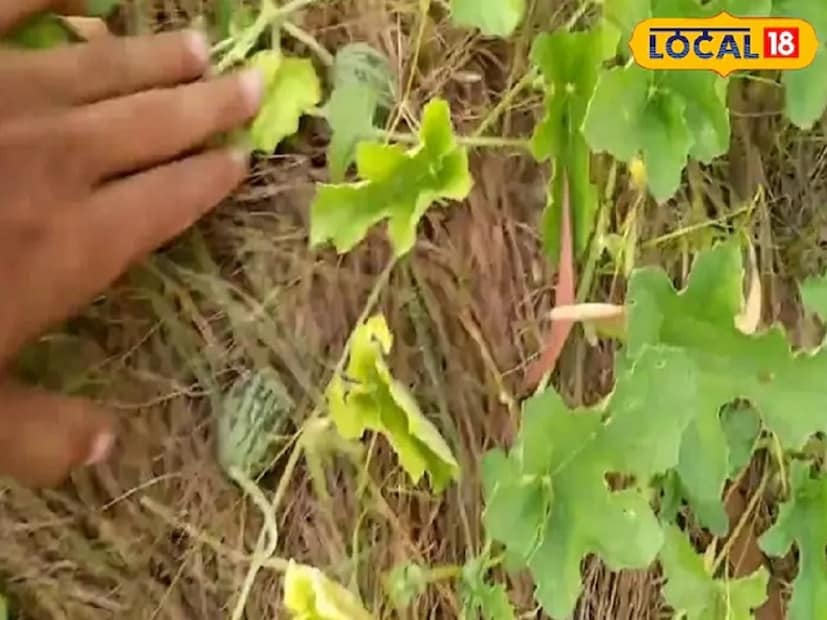 এটি নিয়মিত খেলে আমাদের ত্বকও ভাল থাকবে। তবে এটি খাওয়ার আগে অবশ্যই কোনও বিশেষজ্ঞ আয়ুর্বেদিক ডাক্তারের সঙ্গে পরামর্শ করে নেওয়া উচিত। কেন না, এর সঠিক পরিমাণ কেবলমাত্র একজন বিশেষজ্ঞই বলতে পারবেন।