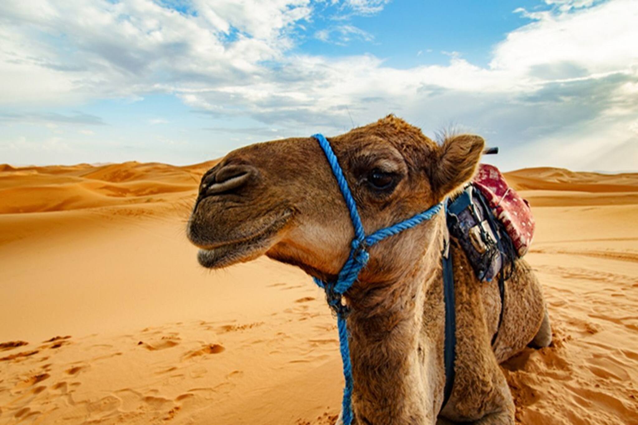 মানুষ থেকে শুরু করে সব প্রাণীর থাকে, একমাত্র উটের এই অঙ্গ নেই, কোনটা বলুন তো?