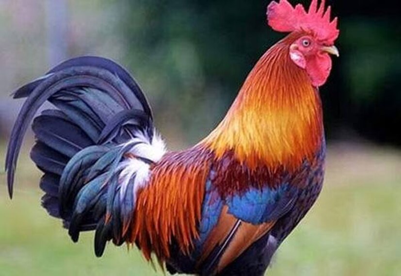 আচ্ছা আমাদের তো জাতীয় পাখি ময়ূর। এক বাক্যে সবাই বলে দিতে পারি। কিন্তু অন্য কোনও দেশের জাতীয় পাখি কোনটি তা কতজন জানেন বলুন দেখি। আমরা মুরগি, মোরগ বা বনমোরগ আমাদের আশেপাশে প্রায়শই দেখি, কিন্তু অনেকেই জানেন না এই মোরগই আবার কোনও দেশের জাতীয় পাখি।