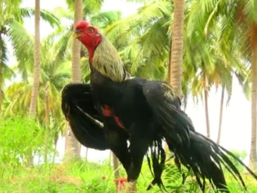 আগে এটি সিলন ফাউল নামে পরিচিত ছিল। এই পাখি শুধুমাত্র শ্রীলঙ্কার বন্য এলাকায় দেখতে পাওয়া যায়। এই বন্য পাখিটি সর্বভুক। মানে নিরামিষ এবং আমিষ উভয়ই। একটি বন্য মুরগি প্রায় ৩৫ সেমি লম্বা হয়। এর ওজন হবে ৫১০-৬৪৫ গ্রাম।