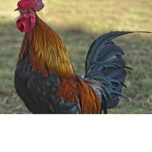 একইভাবে, আপনি কি জানেন কোন দেশ মোরগকে তার জাতীয় পাখি হিসেবে বেছে নিয়েছে? জানলে অবাক হবেন সেই দেশের নাম।