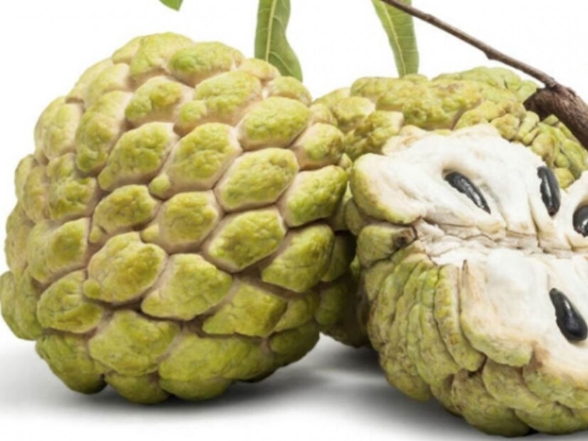 চিকিত্‍সক নিত্যানন্দ ত্রিপাঠী জানালেন, বহুগুণে সমৃদ্ধ আতাও কারও কারও এড়িয়ে চলা উচিত। কাদের খাওয়া উচিত নয় আতা, জেনে নিন। 