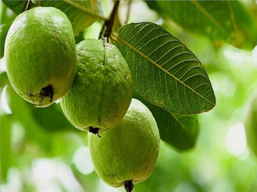 বাড়িতে যে সমস্ত ফলের গাছ পোঁতা শুভ তা আগে জানুন। এর মধ্যে রয়েছে আমলকি, পেয়ারা, বেদানা, পেঁপে, কলা, নারকেল, কিউয়ি এবং কমলালেবু। এই সব গাছ যদি আপনি নিজের বাড়িতে পোঁতেন তবে তার শুভ প্রভাব নিশ্চয় আপনার সংসারের উপর লক্ষ্য করা যাবে।