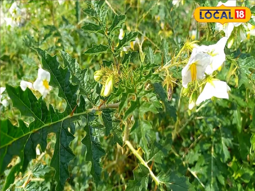 বিশেষজ্ঞ চিকিৎসকের বক্তব্য, দুই প্রজাতির লক্ষ্মণ গাছ পাওয়া যায়। সাদা ফুলবিশিষ্ট গাছের নাম শ্বেত কণ্টকারি এবং গুজরাতি ভাষায় একে হনুমান বেল বলেও ডাকা হয়ে থাকে।