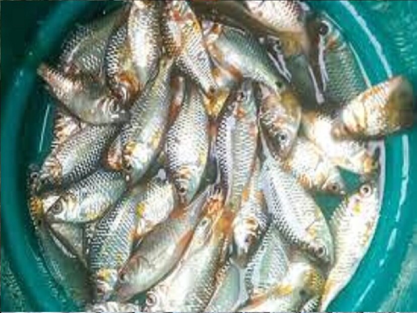 চুলও থাকবে একই রকম। তবে রান্না করা মাছের আঁশ পেটে চলে গেলে তা থেকে পেটের অসুখ হতে পারে বলে মত বিশেষজ্ঞদের।