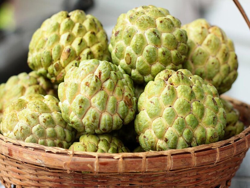 ড.নিত্যানন্দ ত্রিপাঠী আরও বলেন, ঠান্ডা আবহাওয়ায় এই ফল খেলে সর্দি-কাশি হওয়ার সম্ভাবনা থাকে। এগুলো ক্যালোরি সমৃদ্ধ। এর ফলে ওজন বৃদ্ধি পায়। গর্ভবতী মহিলাদের যতটা সম্ভব কম খাওয়া উচিত। ভুলবশত পাকস্থলীতে বীজ ঢুকলে গর্ভপাতের ঝুঁকিও থাকে। যারা স্থূলতায় ভুগছেন তাদের চিকিৎসকের পরামর্শ নিয়েই খাওয়া উচিত।