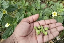 হলুদ ফুলের এই গাছকে আগাছা ভেবে ফেলে দিচ্ছেন, হার্টকে রাখে যত্নে, কিডনি করে ভাল