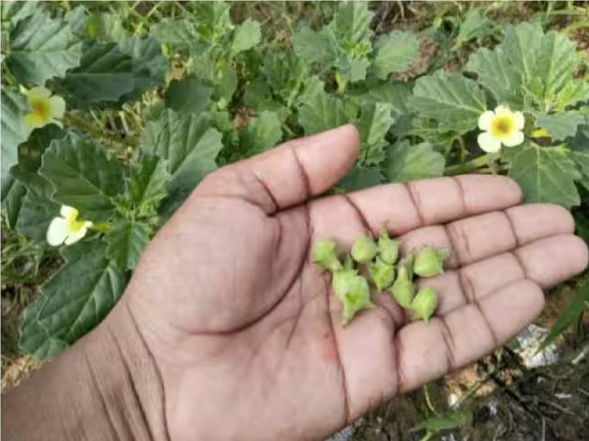 বাড়ির আগাছা যখন পরিষ্কার করেন তখন এই গাছকে আগাছা বলে উপড়ে ফেলে দিচ্ছেন। নিজে জানেন কি নিজের হাতেই জীবনের এর প্রয়োজনীয় জিনিসকে বাতিল করে দিচ্ছেন। গোখরু নামের এই গাছড়া  রাস্তার ধারে বা মাঠের ধারে জন্মায় এটি ছোট কাণ্ডযুক্ত গাছ। দেখে যে কেউ আগাছা বলে মনে করবে। অথচ এই গাছই আয়ুর্বেদে খুবই গুরুত্বপূর্ণ। Photo -File