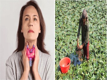 থাইরয়েড কাঁটা শরীর থেকে উপড়ে ফেলে রামবাণ,সারা বছরে মাত্র ১মাস মেলে জল ভরা ওষুধ