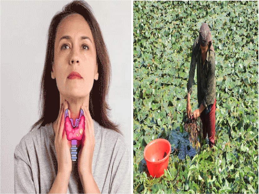 : ভারত একটি কৃষিপ্রধান দেশ তাই এখানে বিভিন্ন ধরনের  হয়। আপনি নিশ্চয়ই জমিতে অনেক ধরনের চাষাবাদ দেখেছেন। কিন্তু পানিতেও অনেক ধরনের চাষ করা যায়। অত্যাধুনিক চাষাবাদ পদ্ধতির দিকে ঝুঁকলে বৃষ্টির পানিতেও অব্যবহৃত জায়গার ভাল ব্যবহার করতে পারবেন এবং ভালো মুনাফা অর্জন করতে পারবেন। Photo- Representative