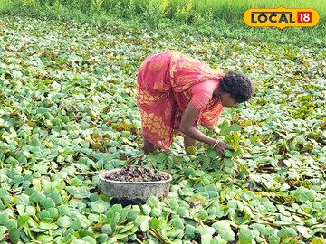 খরচ কম, লাভ বেশি, ধান নয় এই ফল চাষ করে কয়েক গুণ লাভহচ্ছে কৃষকদের