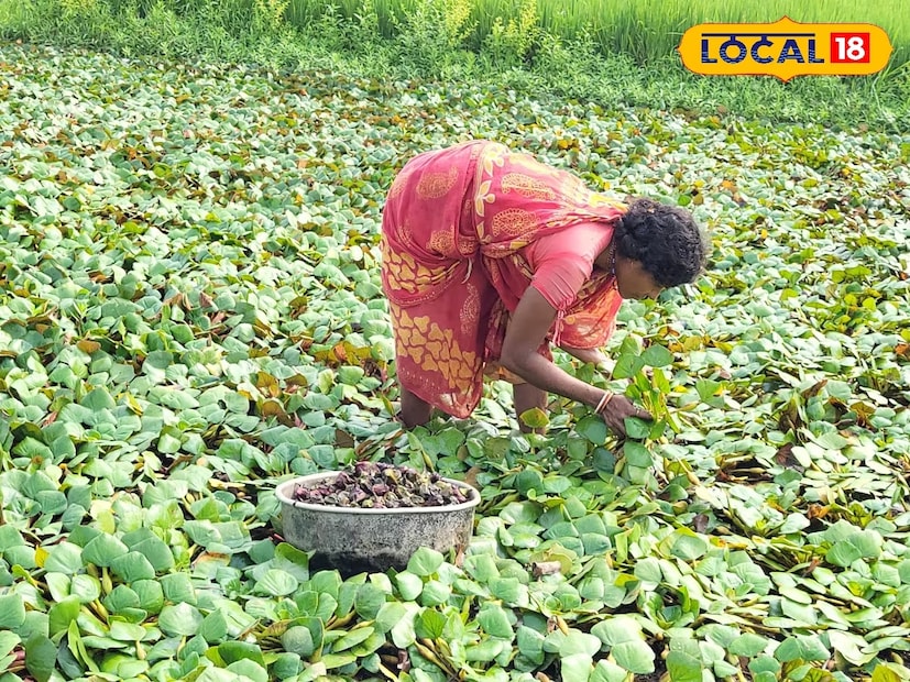 : বর্তমান দিনে ধান চাষ করে মিলছে না লাভজনক দাম। বিভিন্ন জায়গায় বিকল্প চাষ করে আর্থিকভাবে স্বনির্ভরতার দিশা দেখছেন বহু চাষি। ধান চাষের পাশাপাশি একই জমিতে এবার বিকল্প চাষ হিসেবে এই চাষ করে মালামাল হচ্ছেন কৃষকেরা। স্বল্প খরচে এবং পরিচর্যায় একটা মরশুমে ভাল লাভ জুটছে তাদের। স্বাভাবিকভাবে বিকল্প আয়ের উৎস হিসেবে এই চাষ করে মিলছে লাভের দিশা।পুকুরের পাশাপাশি ধান চাষের জমিতে হচ্ছে এই চাষ। সামান্য কয়েক হাজার টাকা খরচ করলে মিলছে দ্বিগুণ।