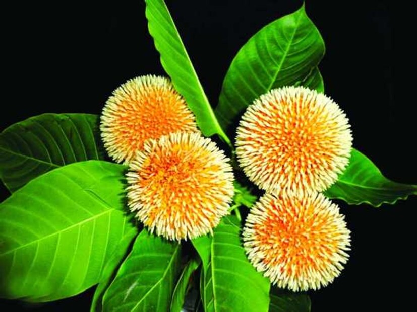 এই ছোট বলের মতো ফলটির নাম কদম্ব, যা হলুদ-কমলা রঙের এবং এতে ছোট সাদা ফুল ফোটে। এটা খেতে খুবই সুস্বাদু। ঔষধি গুণে ভরপুর কদম্বকে আয়ুর্বেদে বর হিসেবে বিবেচনা করা হয়।