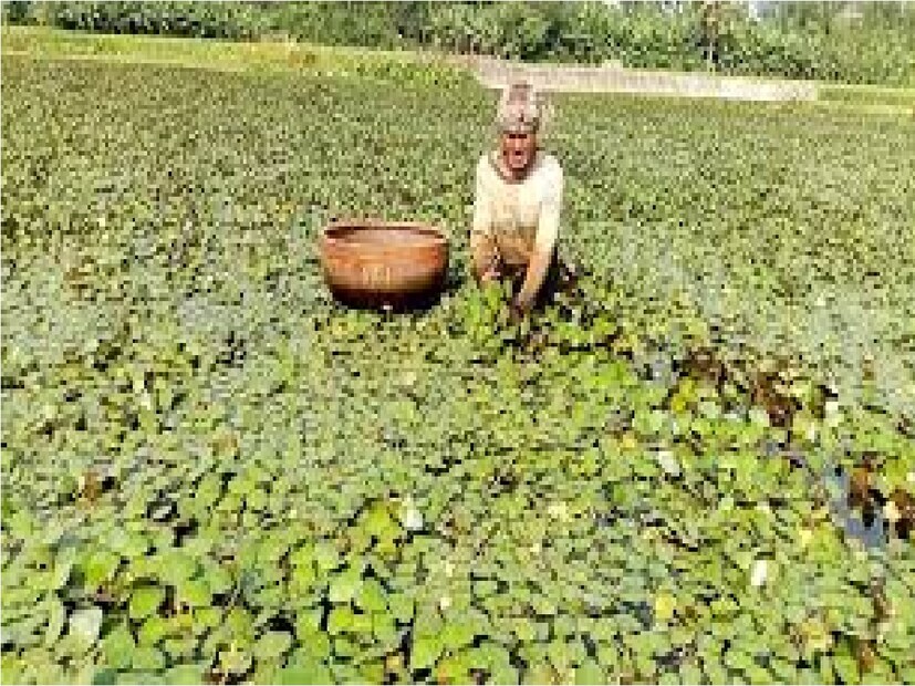 দুর্গাপুজোর সময় থেকে শুরু হয়েছে এই পানিফল বিক্রি। প্রায় তিন মাস ধরে বাজারে বিকোবে এই ফল। পশ্চিম মেদিনীপুরের দাঁতন থানার একামলিপুর, কুহুড়া, সহ একাধিক এলাকার চাষিরা ধান চাষের জমিতে ফলাচ্ছেন পানিফল।