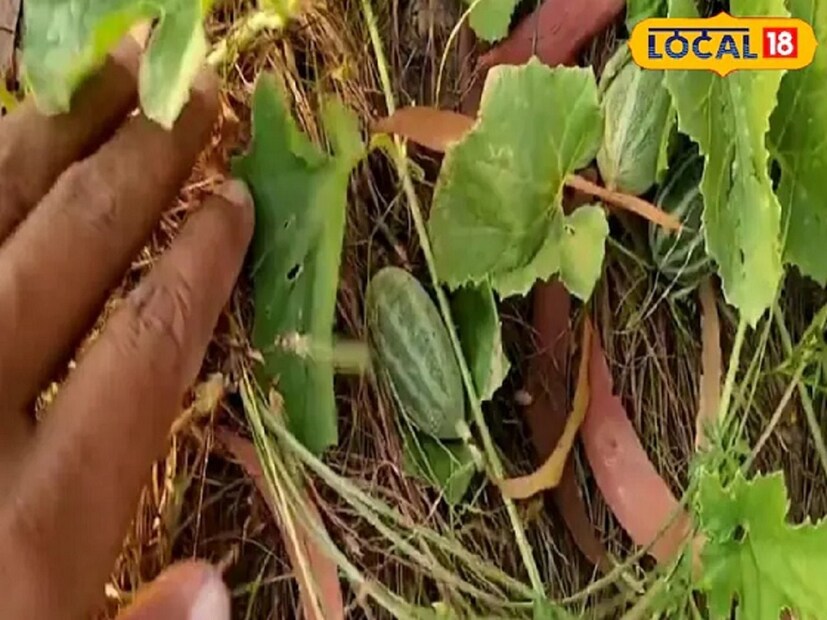 কাচরিকে তরমুজ ও শসা পরিবারের অন্তর্ভুক্ত বলে মনে করা হয়। আয়ুর্বেদে কাচরিকে মৃগাক্ষী বলা হয়েছে, এটি এমন একটি সবজি যা পিত্ত ও গ্যাসের সমস্যা দূর করে। এটি দীর্ঘস্থায়ী সর্দি-কাশিকে শিকড় থেকে দূর করতে কার্যকর ওষুধ হিসেবে পরিচিত এই। এর মূল শুকিয়ে এর গুঁড়ো তৈরি হয়, যা পেটের জন্য উপকারী।