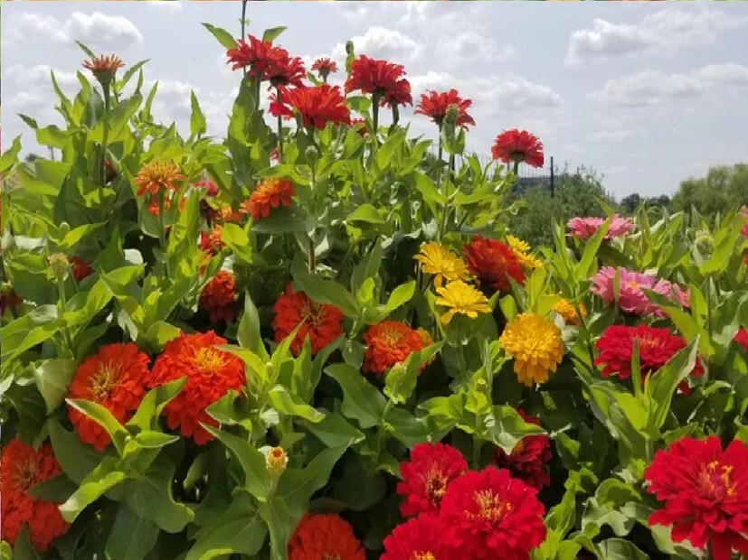 ভেজা ফুল ও পাতা – গাছের পাতা বা ফুল ভিজে থাকলে সেগুলো তুলে ফেলতে হবে। নাহলে গোটা গাছটাই নষ্ট হয়ে যেতে পারে।