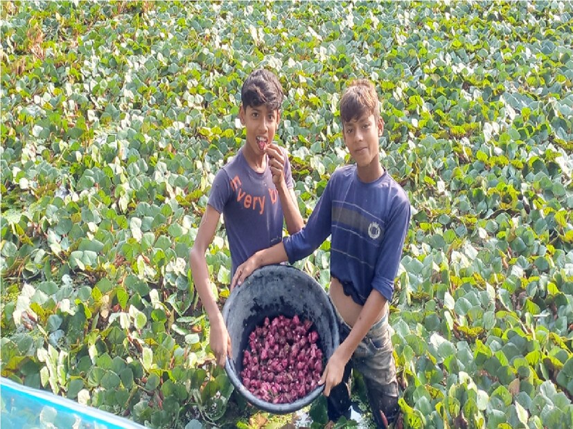 বর্তমানে ধান চাষের জমিতে, লাঙল করে জল ভর্তি করে চারা লাগাতে হয় আষাঢ় মাসে। আশ্বিন মাসের মাঝ বরাবর থেকে অগ্রহায়ন, পৌষ মাস পর্যন্ত ফলন পাওয়া যায়। পাইকারি দরে বিক্রি হয় ওড়িশা, পূর্ব মেদিনীপুর এবং পশ্চিম মেদিনীপুর জেলাতে। ধান চাষের পাশাপাশি ধান চাষের জমিতেই সামান্য খরচে এবং সামান্য মালামাল হতে পারবেন আপনিও। Input- Ranjan Chanda