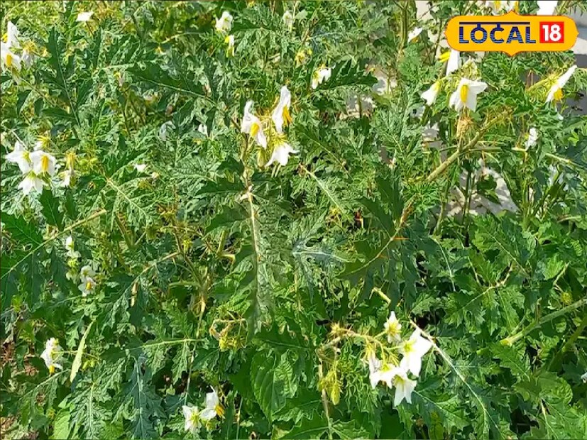 যা আবার পুত্র জননী নামেও পরিচিত। আবার গুজরাতে এটি পরিচিত হনুমান বেল নামে। এই লক্ষ্মণ গাছ একটি আয়ুর্বেদিক ভেষজ হিসাবে বিবেচিত হয়। আয়ুর্বেদে এটি লক্ষ্মণ বুটি নামে পরিচিত। 