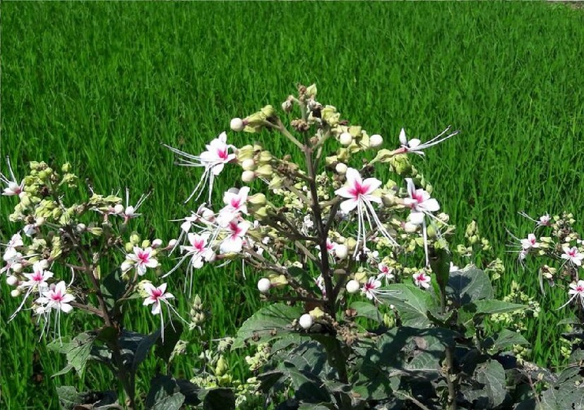 শরীরে বলবৃদ্ধিতে উপকারী - দীর্ঘ রোগ ভোগের পর শরীর দুর্বল হয়ে যায়। ঘেঁটু পাতার রস রোজ তিন থেকে চার চামচ পরিমাণ খেলে শরীরের মধ্যে দ্রুত আবার আগের বল ফিরে আসে।