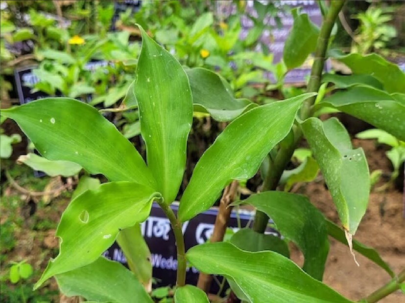 ইনসুলিন উদ্ভিদকে চেনা যায় এর পাতার বিশেষ গঠন দেখেই। এর পাতার উপরিভাগ মসৃণ এবং নিচের পৃষ্ঠটি রুক্ষ প্রকৃতির হয়। এই গাছের বয়স প্রায় এক বছর এবং এটি ২.৫ মিটার পর্যন্ত দীর্ঘ হতে পারে। এর পাতা প্রশস্ত এবং ছুঁচালো। 