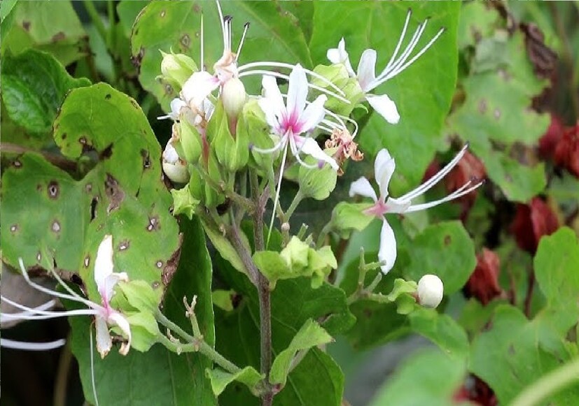 কোষ্ঠকাঠিন্যে উপকারী - ভাঁট বা ঘেঁটু পাতার রস নির্দিষ্ট পরিমাণ করে রোজ সকালে খালি পেটে খেলে পেট পরিষ্কার হয়ে যায়।
