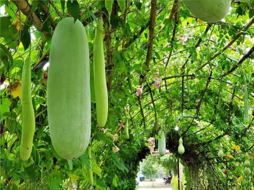 চাল কুমড়ো শরীরের ওজন ও মেদ কমাতে অনেক উপকারি একটি সবজি। এটি রক্তনালিতে রক্ত চলাচল সহজতর করে। চাল কুমড়ো অধিক ক্যালরি যুক্ত খাবারের বিকল্প হিসেবেও খাওয়া যায়।