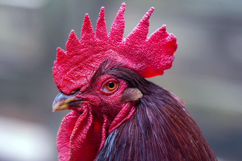 সুদূর ইউরোপের দেশ ফ্রান্সের জাতীয় পাখি কিন্তু এই মোরগ। এখানে গ্যালিক মোরগ নামের এক প্রকার বন্য মোরগকে জাতীয় পাখি হিসেবে ঘোষণা করা হয়েছে।