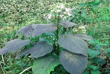 জাতীয় সড়কের ধারে ঝোপের মধ্যে ওটা কী? চাপ চাপ রক্ত...কাছে যেতেই স্থানীয়রা শিউরে উঠলেন